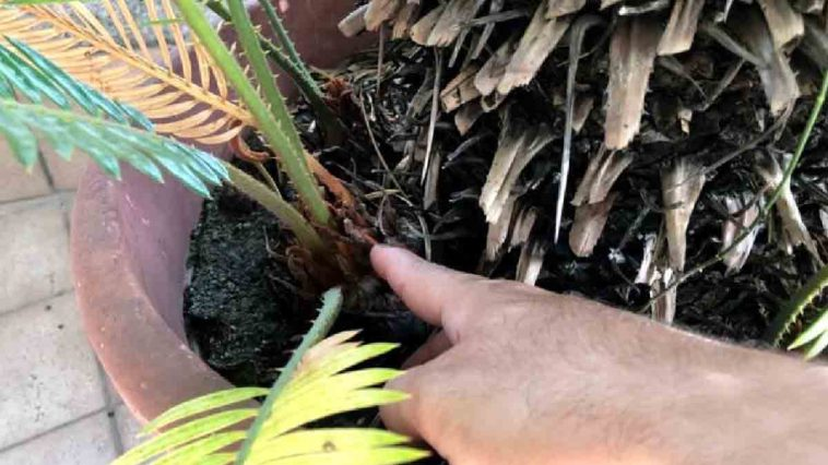Disfruta de las hermosas cycas todo el año: cómo multiplicarlas