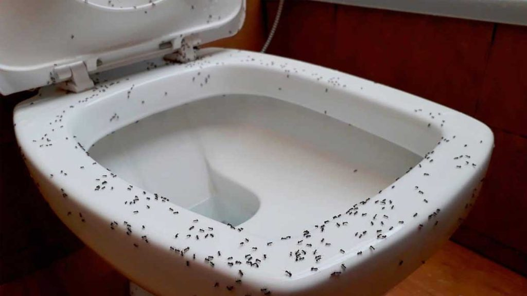Eliminar definitivamente las hormigas del baño: cómo resolver el problema