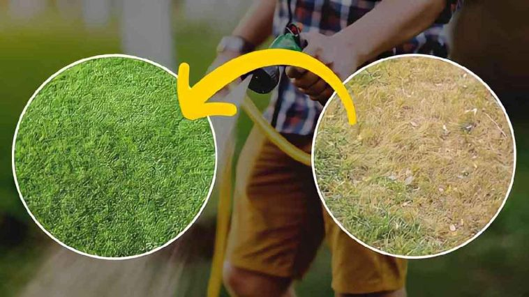 Encuentra un hermoso prado verde con este producto: el truco del jardinero
