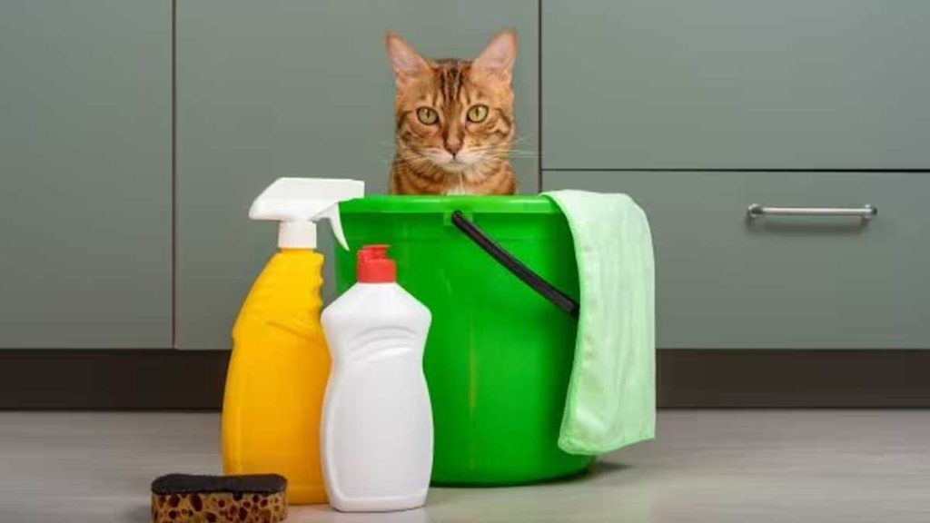 He aquí por qué a los gatos les gusta el olor a lejía