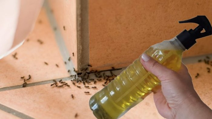 Insecticida casero: rocía y eliminarás hormigas, arañas, mosquitos y polillas
