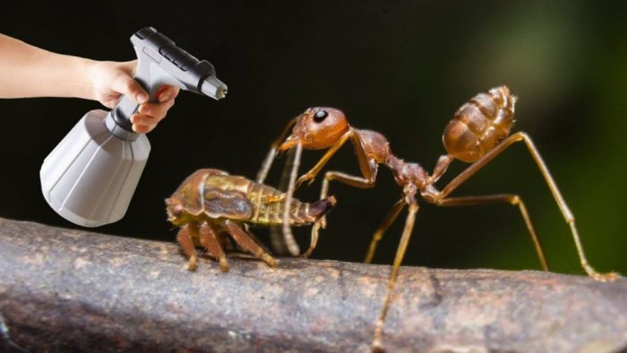 La mejor defensa del jardín contra las hormigas: un potente insecticida natural