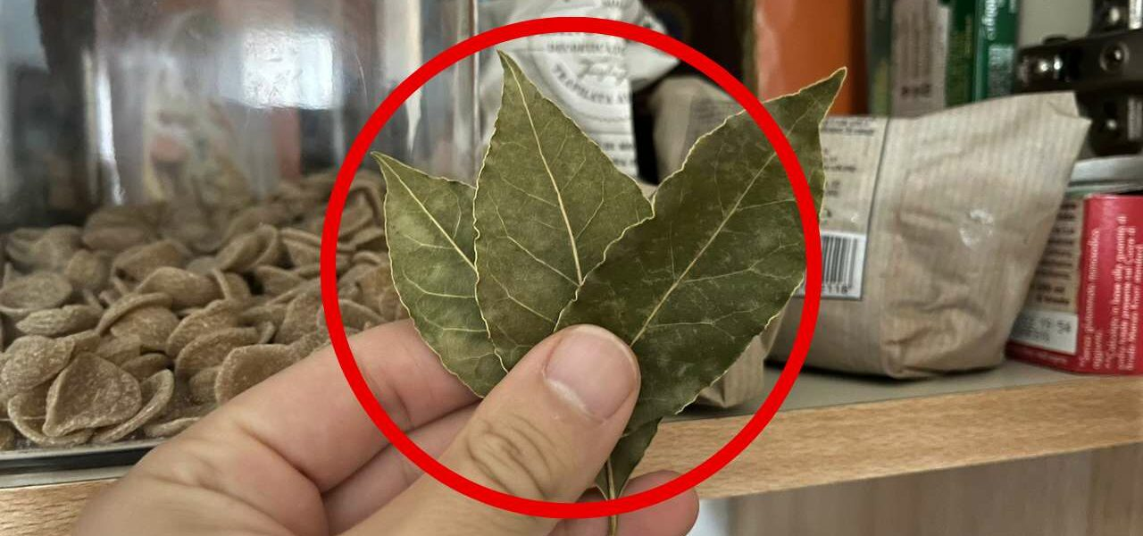 Mariposas en la despensa, con 3 hojas revolotean rápido: no tendrás que tirar nada