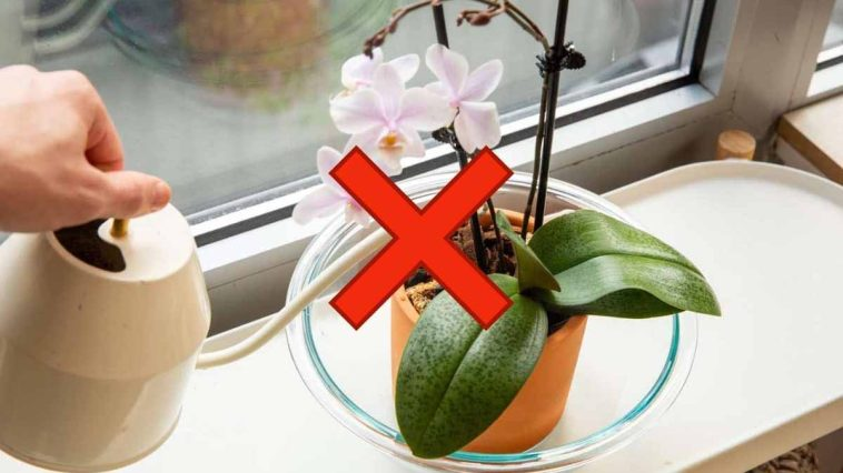Orquídea Phalaenopsis: si lo haces, morirá