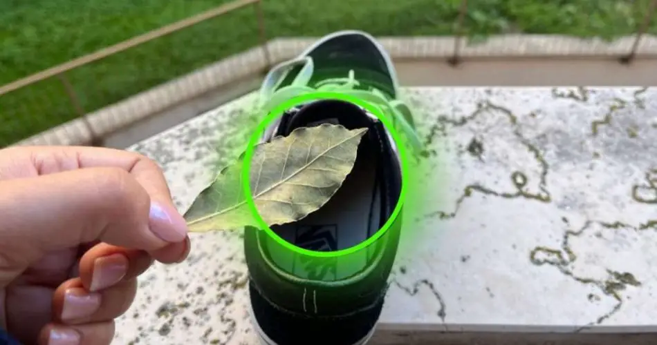 Pon una hoja de laurel en los zapatos, resultado garantizado si lo haces el día antes