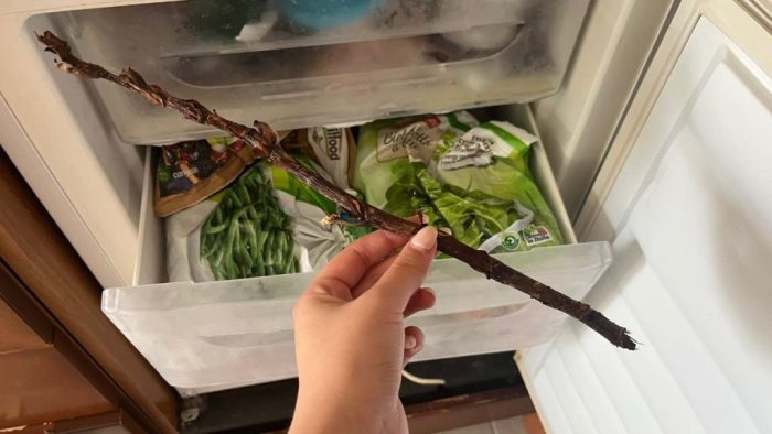 Pon una rama en el congelador y te librarás de un gran problema en casa – esto es muy común