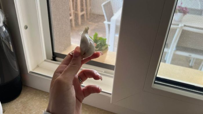 Por qué deberías dejar un diente de ajo frente a la ventana de tu casa