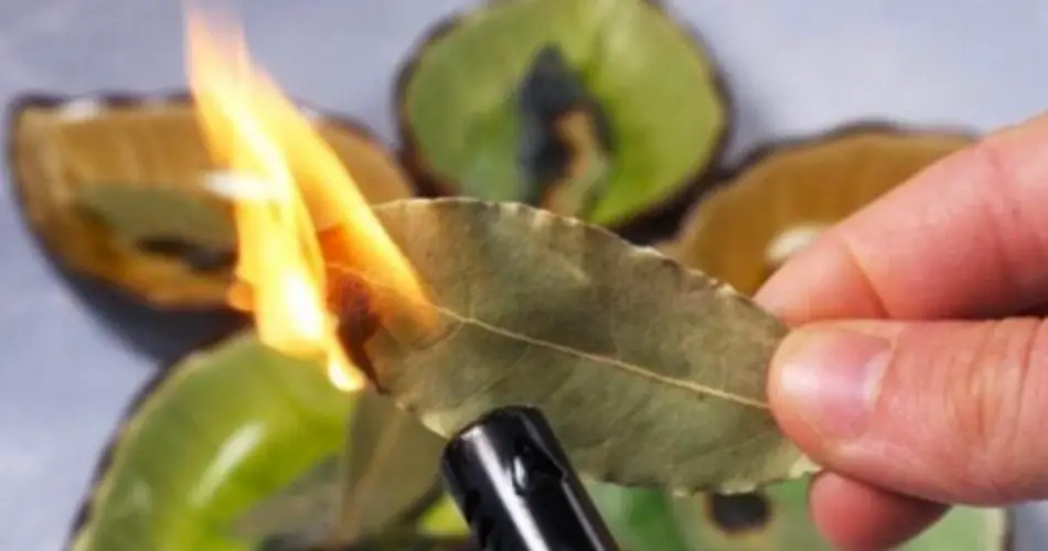 Quema algunas hojas de laurel en casa y sorpréndete de lo que pasa 10 minutos después
