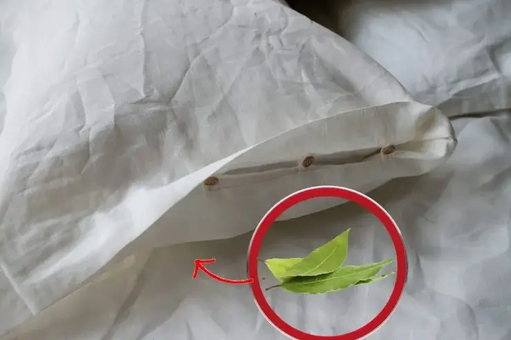 Siempre pon 2 hojas de laurel debajo de la almohada y descubre por qué! Esto cambia la situación