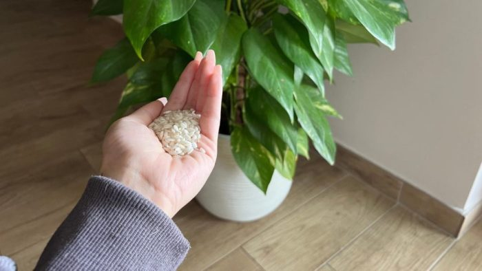 Un puñado de arroz en los maceteros de casa o del jardín y te sorprenderás