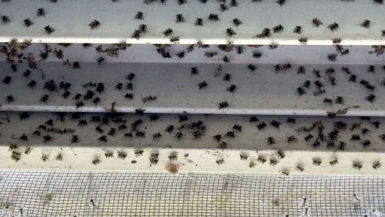 ¿Cuál es la mejor manera de deshacerse de los mosquitos?
