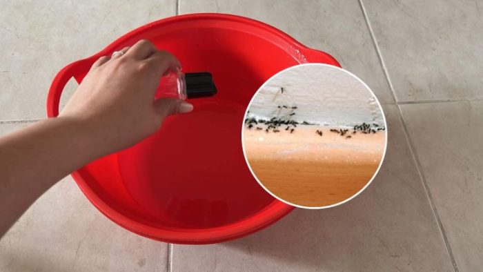 ¿Quieres mantener las hormigas e insectos lejos de tu casa? Agrégalo al limpiador de pisos