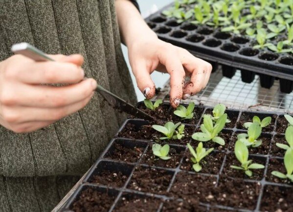 Cada primavera alimento las plántulas de esta manera y obtengo una cosecha excelente.
