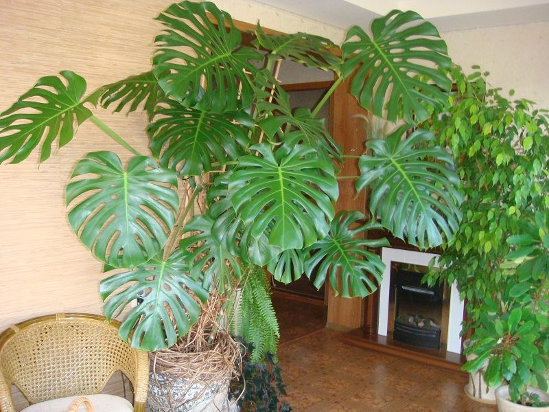 Cómo hacer que las hojas de Monstera brillen usando un producto de la despensa