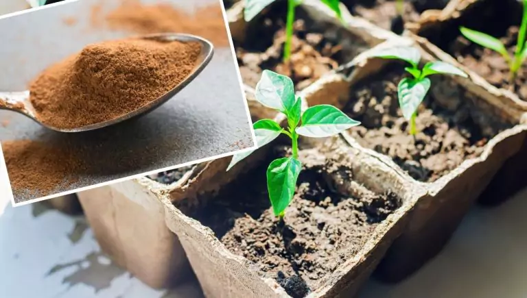 El moho en las plántulas desaparece sin dejar rastro. Basta con espolvorear el suelo con este producto "aromático" que toda ama de casa tiene en su cocina.