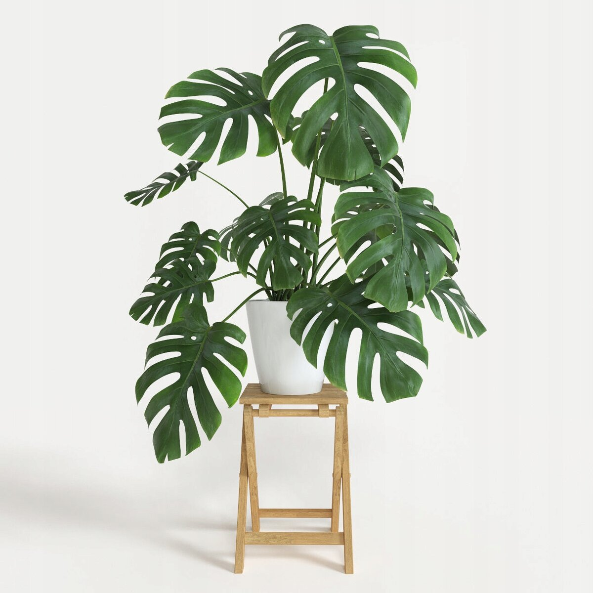 Energía de las plantas: ¿Qué plantas obtienen fuerza de ti?