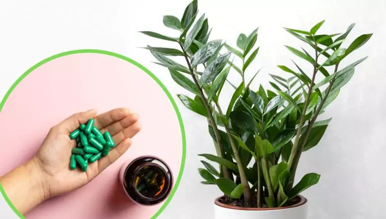 Estimulador de crecimiento casero: Una sola pastilla basta para que una planta de interior brote muchas hojas nuevas