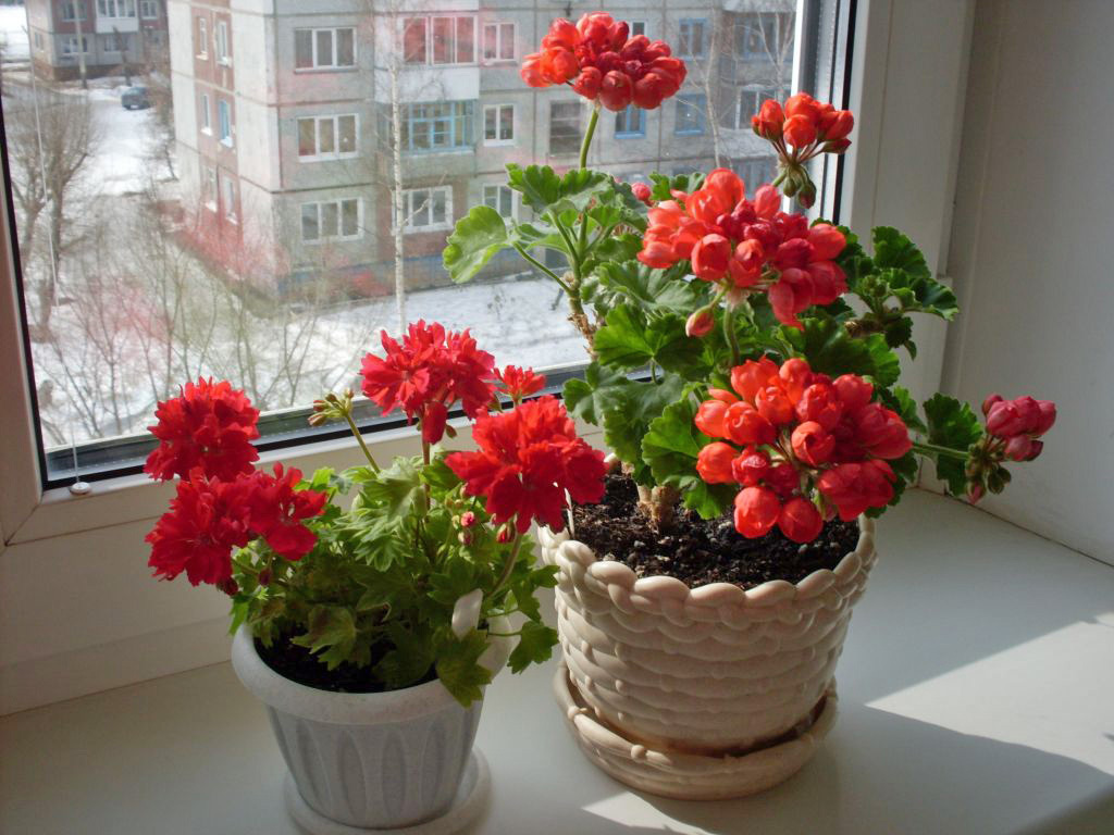 Flora dañina en el dormitorio: las 8 plantas de interior más populares que no deberían estar cerca de la cama