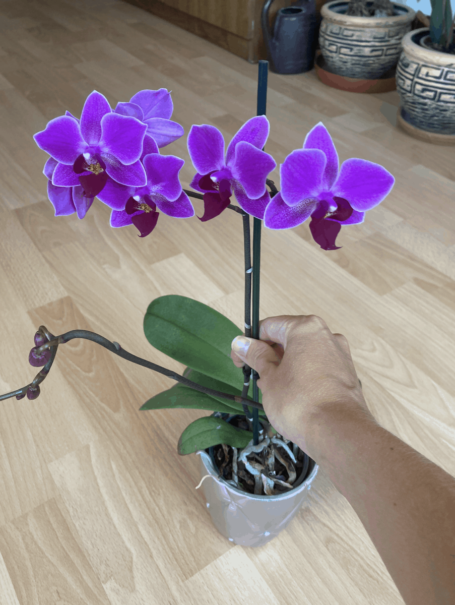 Gracias a esta receta de abono, mis orquídeas florecen desde hace 10 meses: una receta sencilla que hace florecer cualquier flor