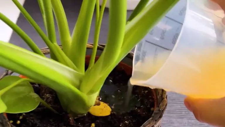 Haga un poco de fertilizante de mostaza y riegue las plantas una vez por semana. Florecerán exuberantes, fuertes y hermosas