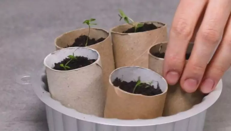 Las amas de casa experimentadas nunca tiran los rollos de papel higiénico: ideas creativas para reutilizarlos en casa
