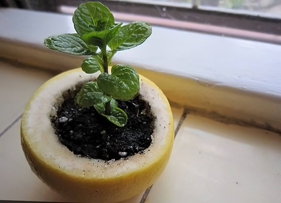 No tiro las cáscaras de limón, las uso para sembrar semillas y fertilizar mi jardín.