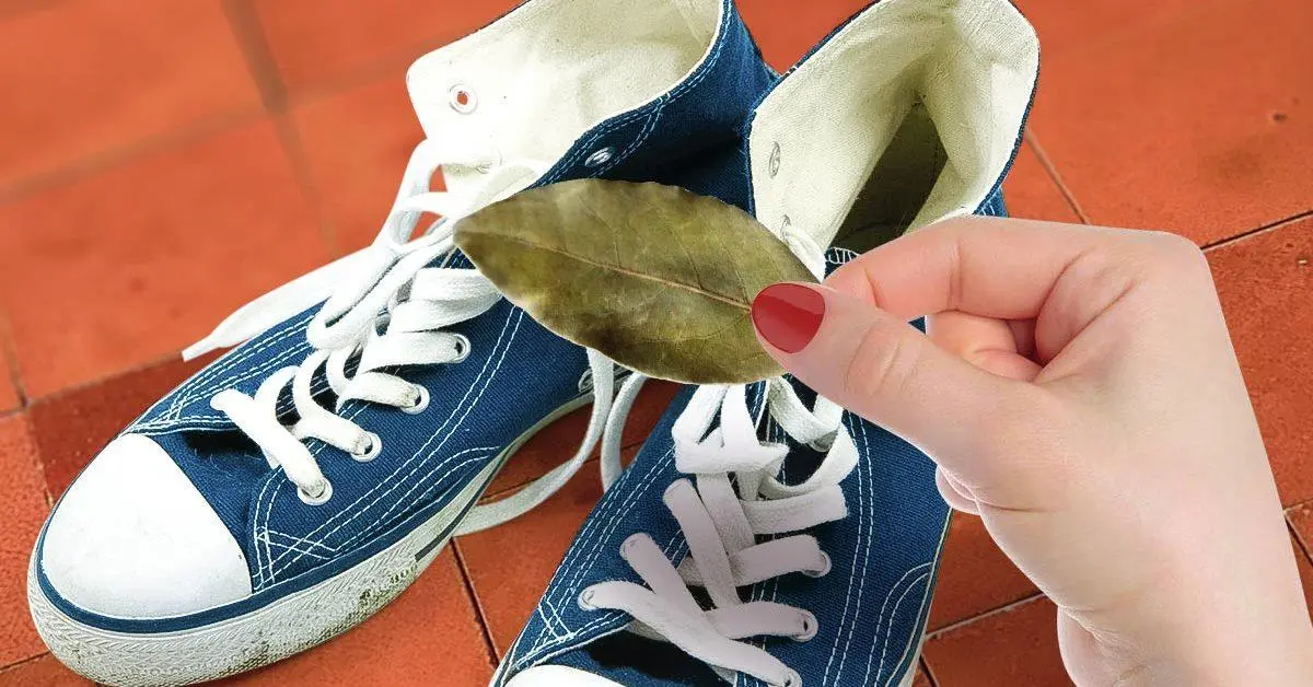 Por qué poner hojas de laurel en los zapatos y debajo de la alfombra: excelentes ideas para usar esta especia aromática fuera de la cocina