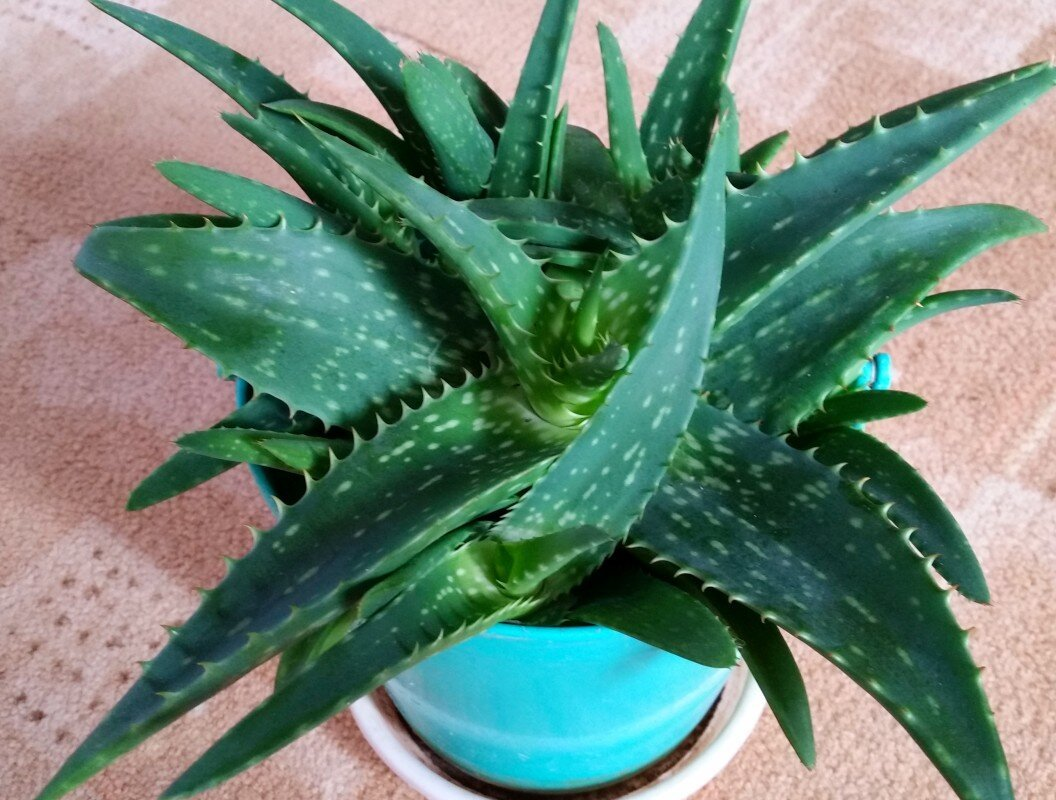 Por qué se considera el aloe una planta mágica y cuáles son sus propiedades sorprendentes