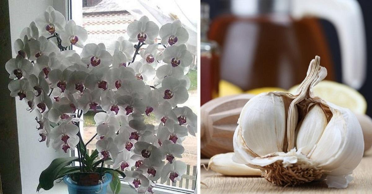 Si no sabe qué le pasa a su orquídea, use un remedio natural. Basta con una cucharadita al mes