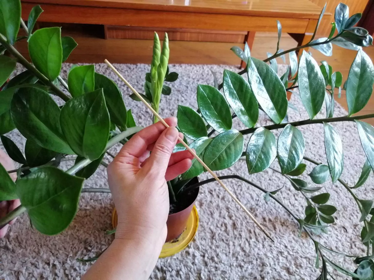 Un amigo me contó que con 3 palitos de madera las plantas de interior se vuelven fuertes y florecen abundantemente