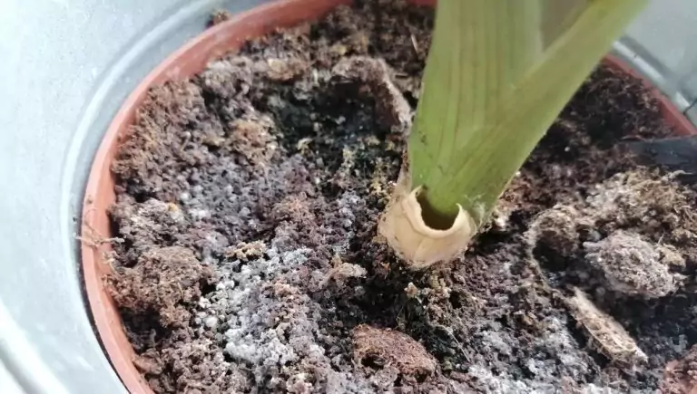 Un gesto simple y el moho en el jarrón desaparece para siempre. Así salvas una planta sin trasplantarla a tierra nueva
