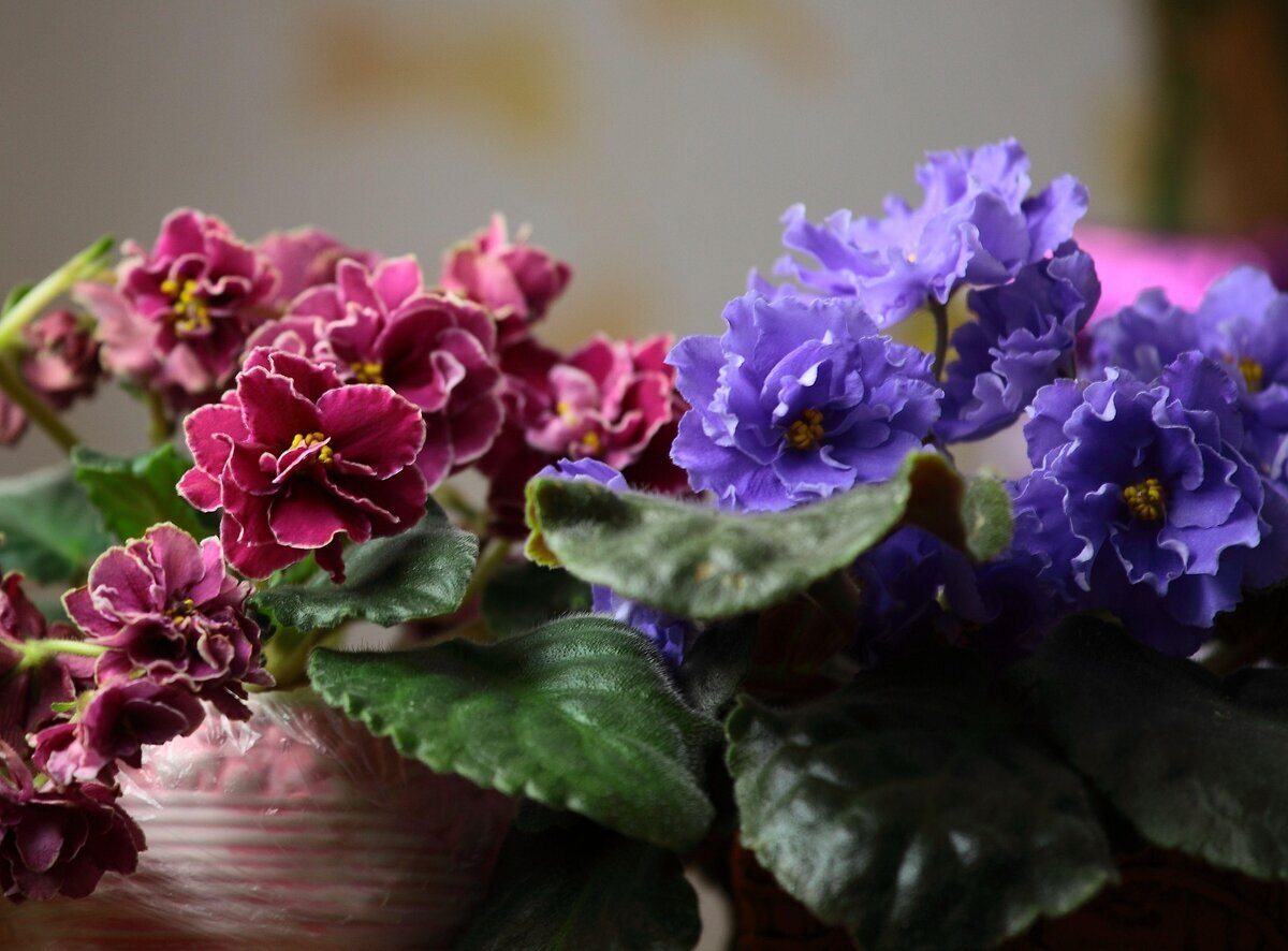 Violetas caseras: cómo cuidarlas para que florezcan hermosas todo el año
