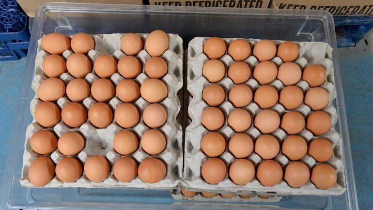¿Por qué conservar los huevos de gallina en frascos para el invierno?