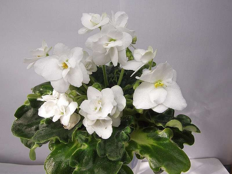 ¿Qué plantas protegen tu hogar de la negatividad y crean una atmósfera positiva?