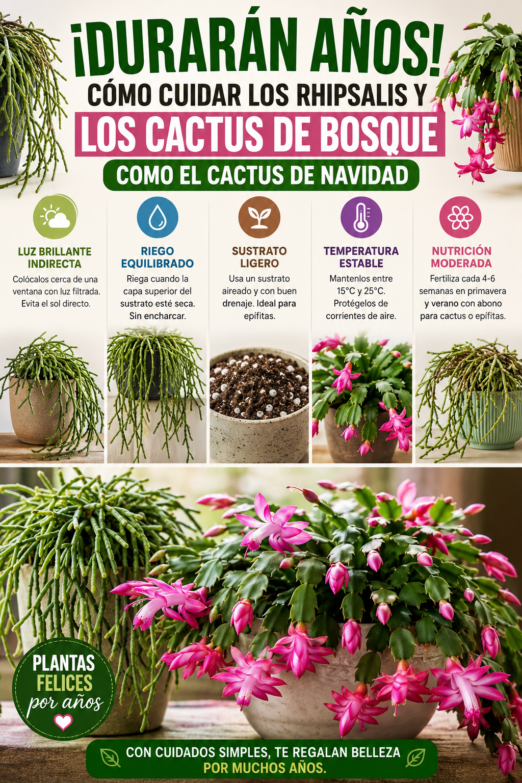 ¡Durarán años! Cómo cuidar los rhipsalis y los cactus de bosque como el cactus de Navidad