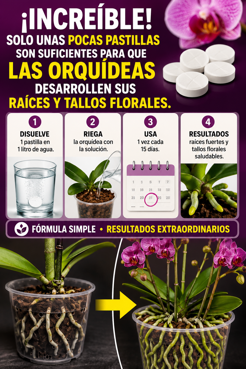 ¡Increíble! Solo unas pocas pastillas son suficientes para que las orquídeas desarrollen sus raíces y tallos florales.
