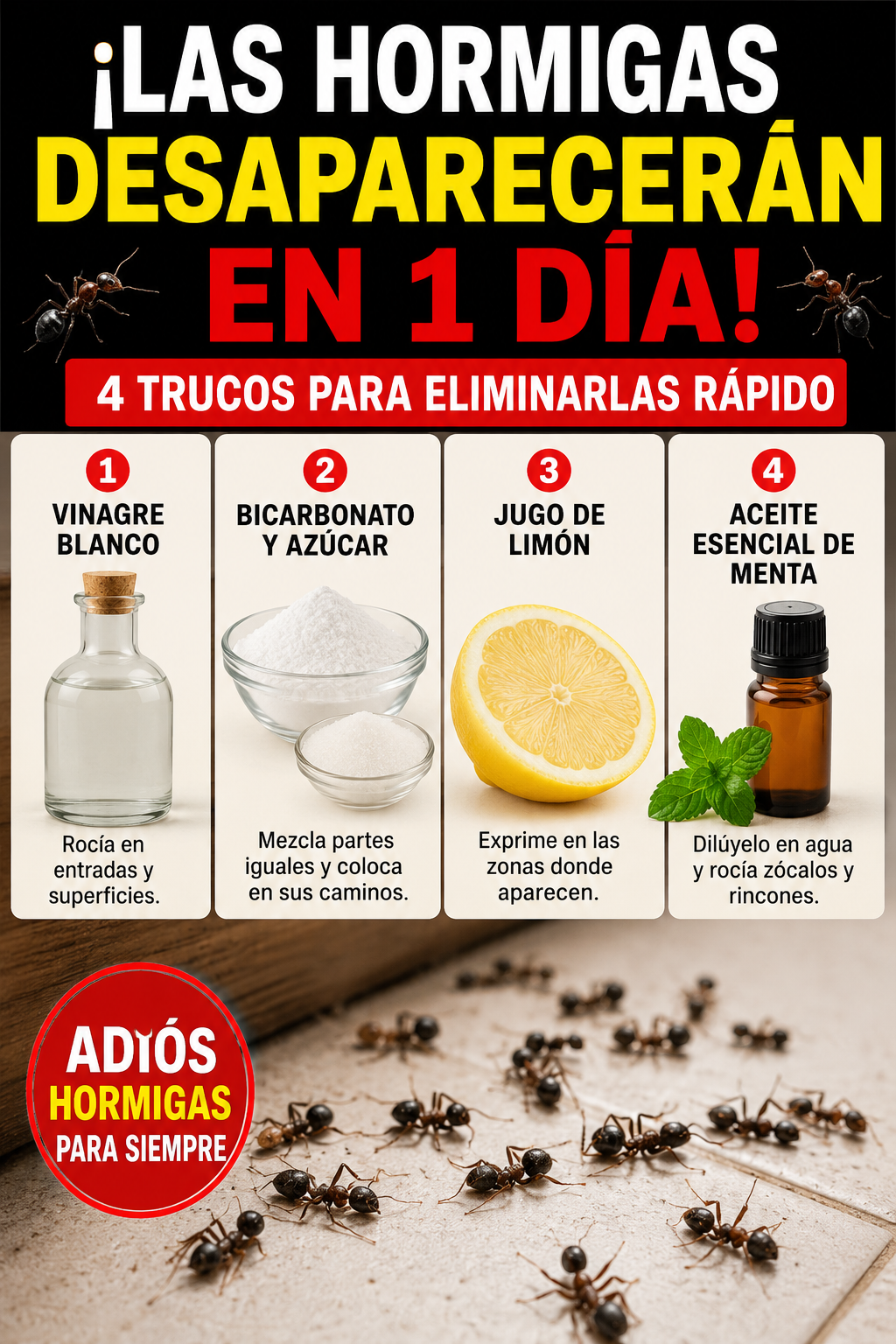 ¡Las hormigas desaparecerán en 1 día! 4 trucos para eliminarlas rápido
