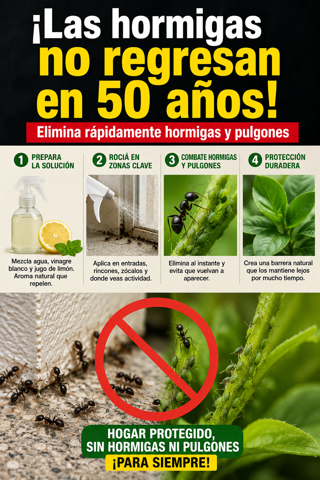 ¡Las hormigas no regresan en 50 años! Elimina rápidamente hormigas y pulgones