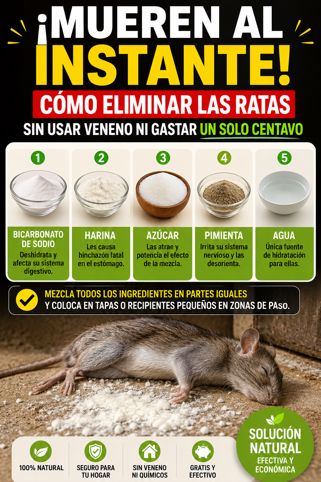 ¡Mueren al instante! Cómo eliminar las ratas sin usar veneno ni gastar un solo centavo