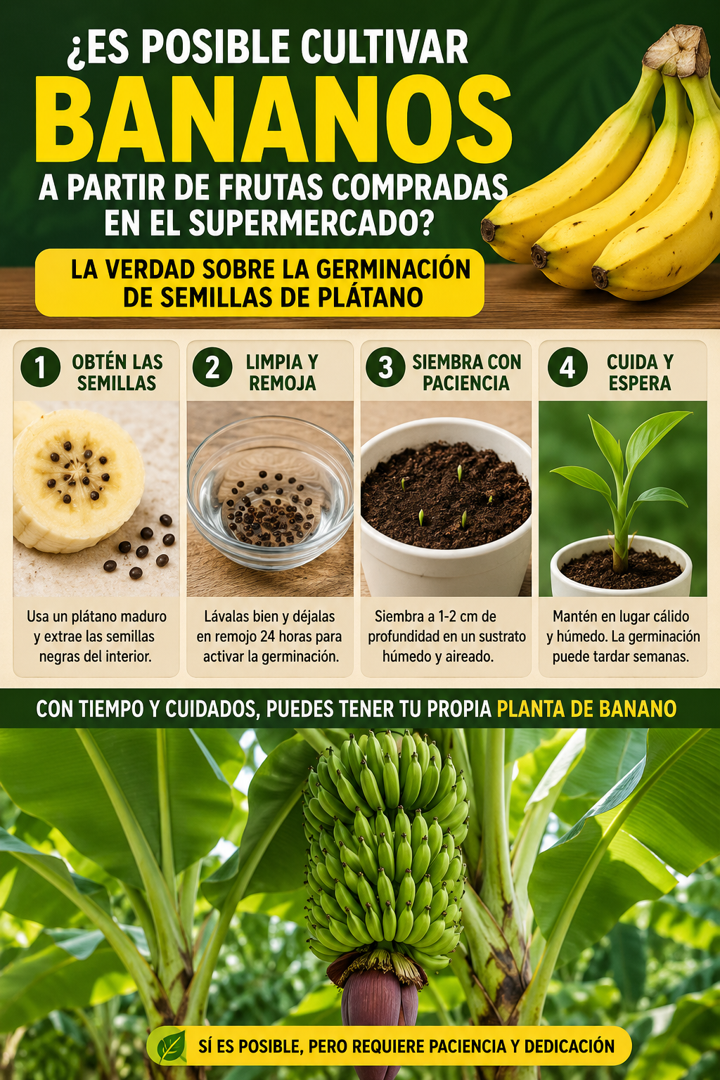 ¿Es posible cultivar bananos a partir de frutas compradas en el supermercado? La verdad sobre la germinación de semillas de plátano