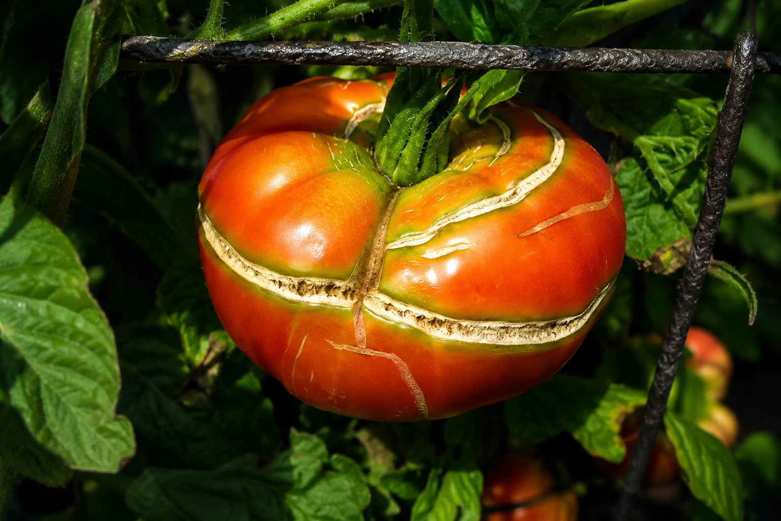 ¿Por qué se revientan los tomates? Causas, soluciones y consejos útiles para jardineros