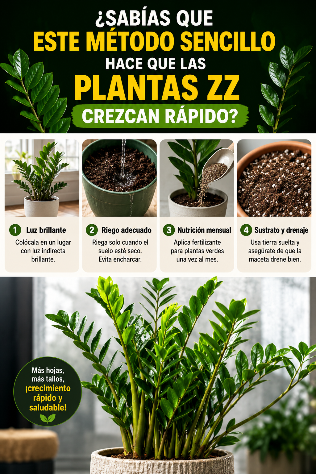 ¿Sabías que este método sencillo hace que las plantas ZZ crezcan rápido?