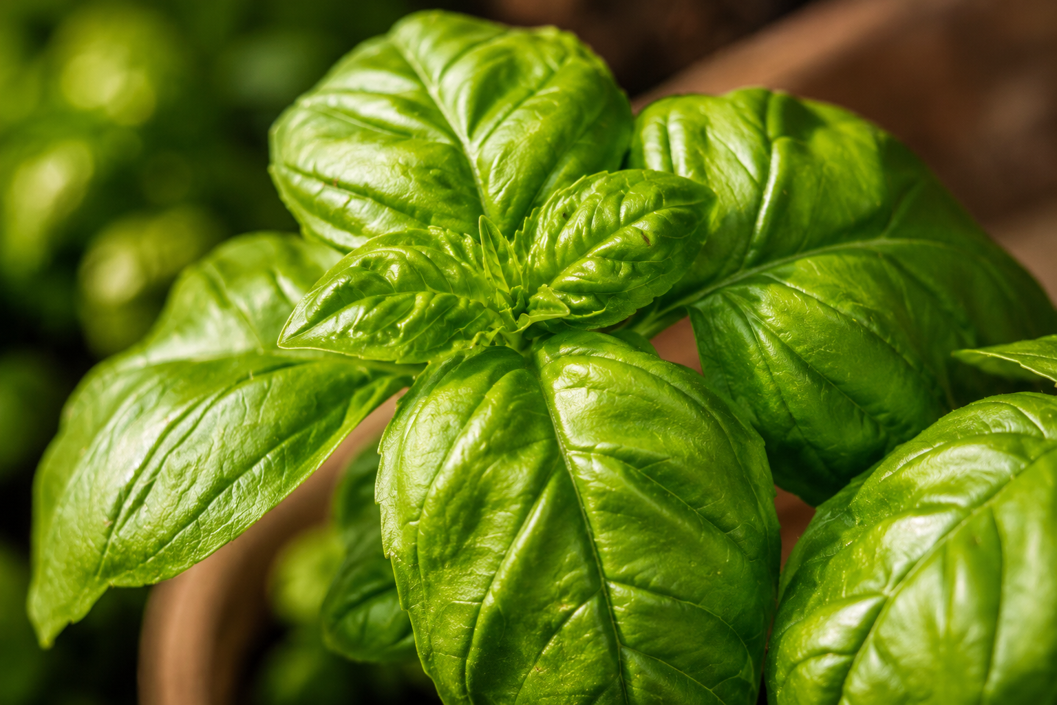 10 beneficios de la albahaca y cómo cultivarla en casa