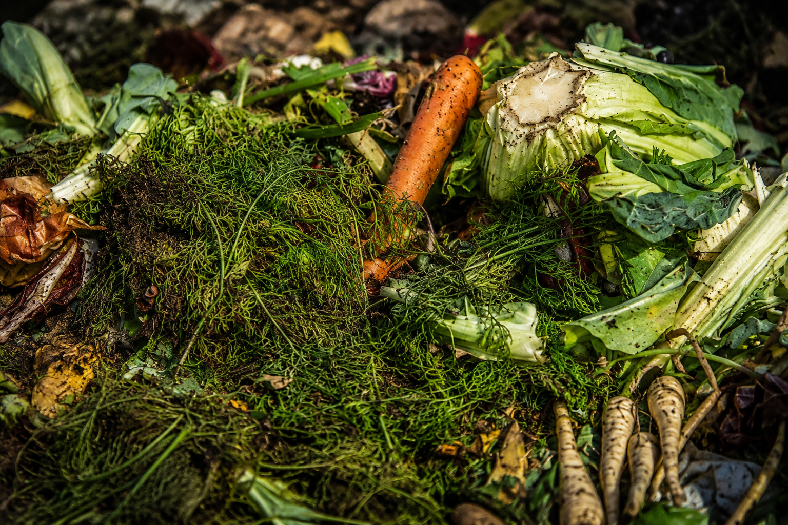 4 consejos prácticos para evitar que el compost se llene de mosquitos.