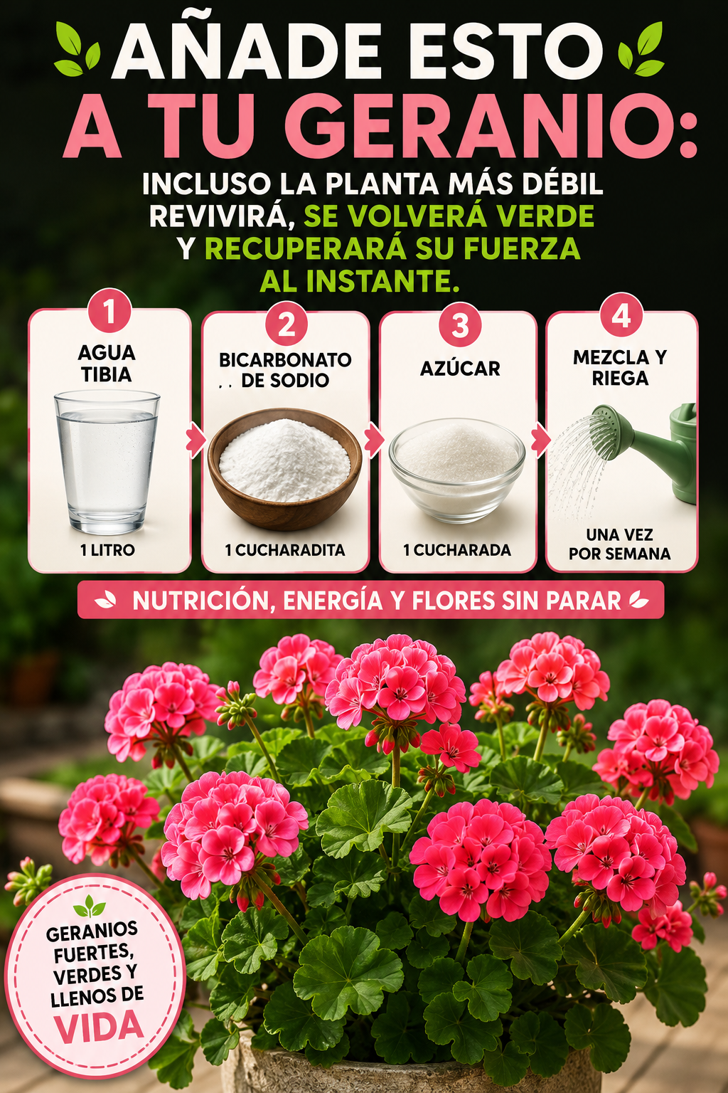 Añade esto a tu geranio: incluso la planta más débil revivirá, se volverá verde y recuperará su fuerza al instante.