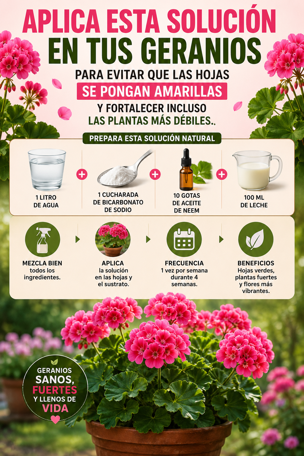 Aplica esta solución en tus geranios para evitar que las hojas se pongan amarillas y fortalecer incluso las plantas más débiles.
