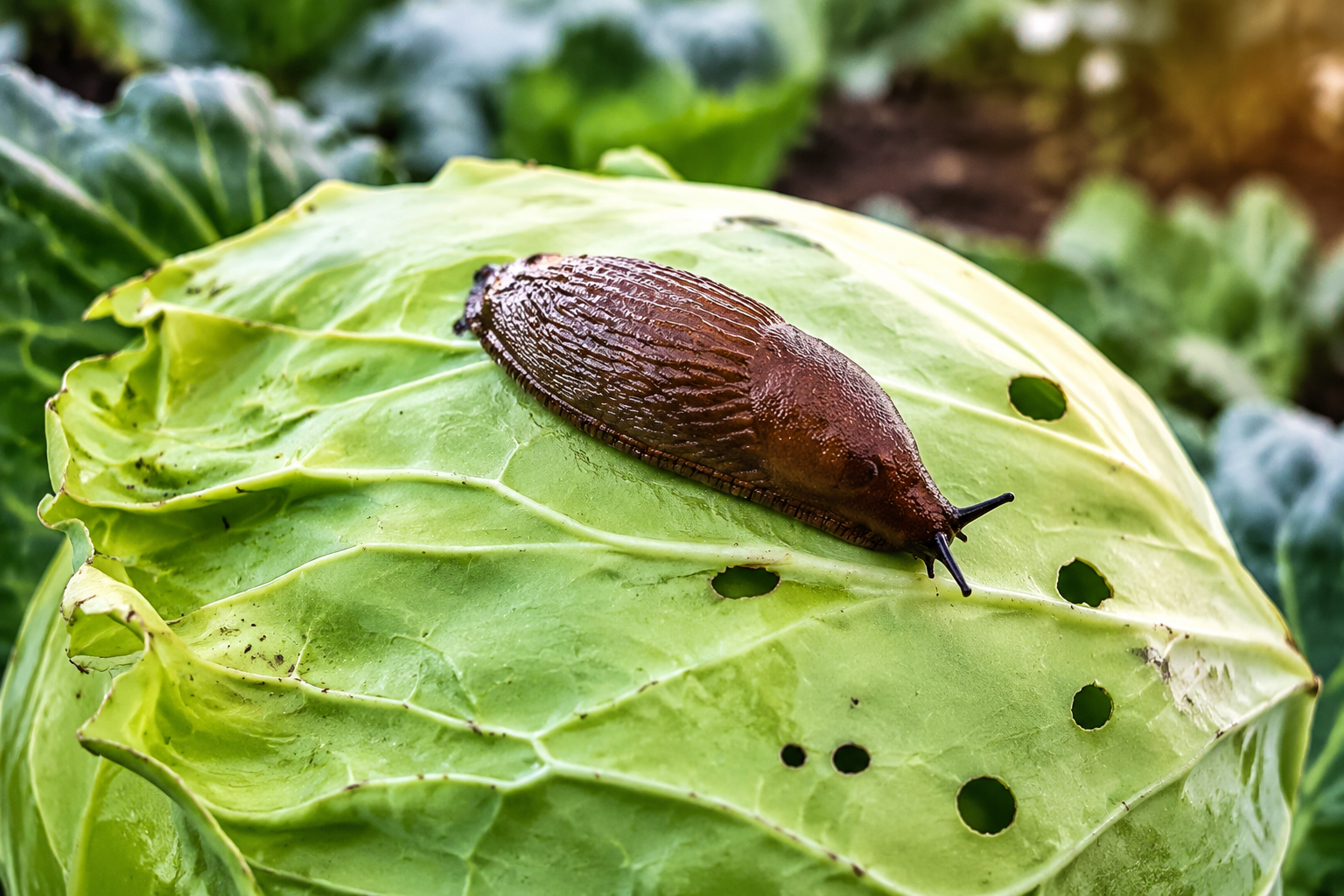 Cómo eliminar los caracoles de tu jardín de manera eficaz