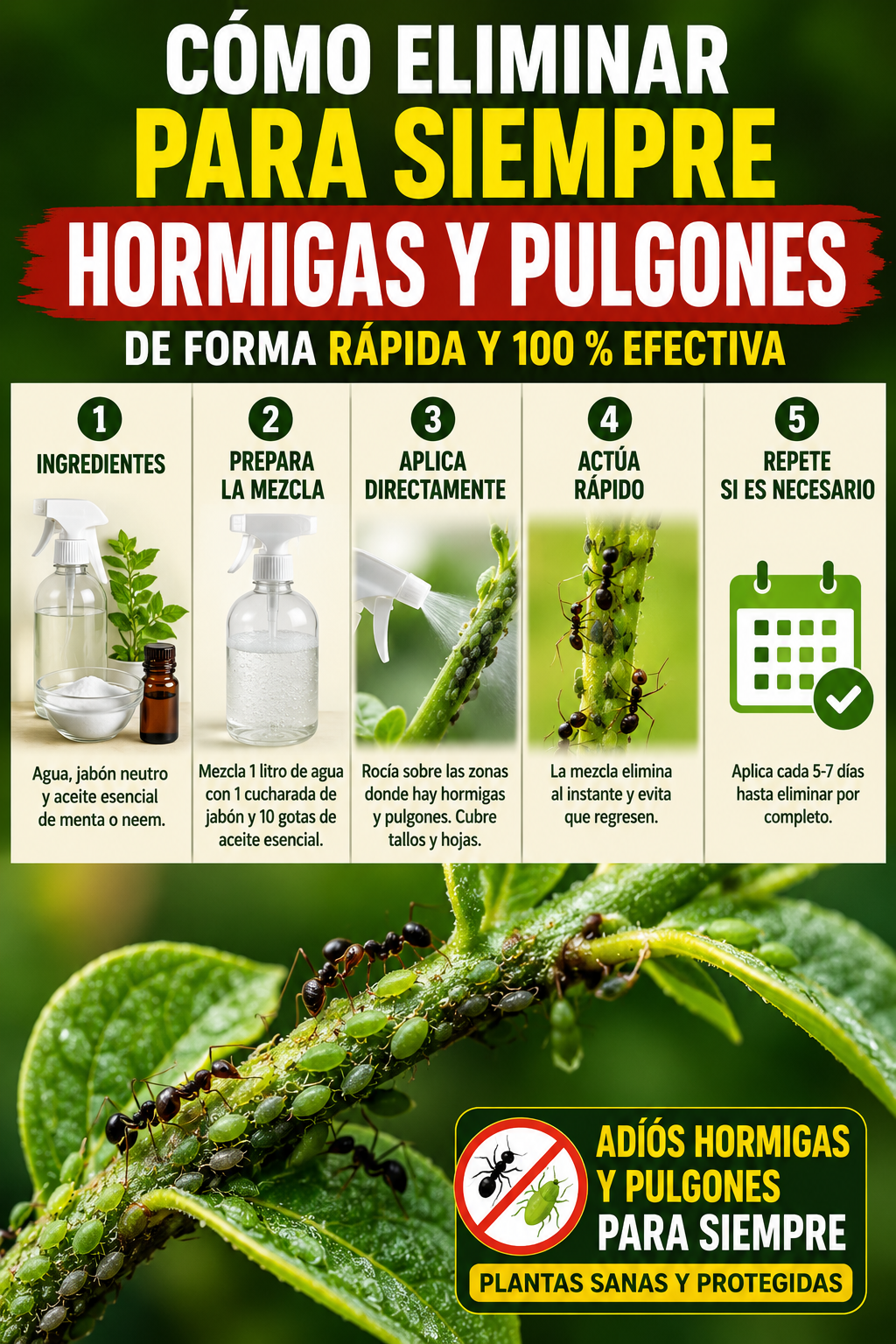 Cómo eliminar para siempre hormigas y pulgones de forma rápida y 100 % efectiva