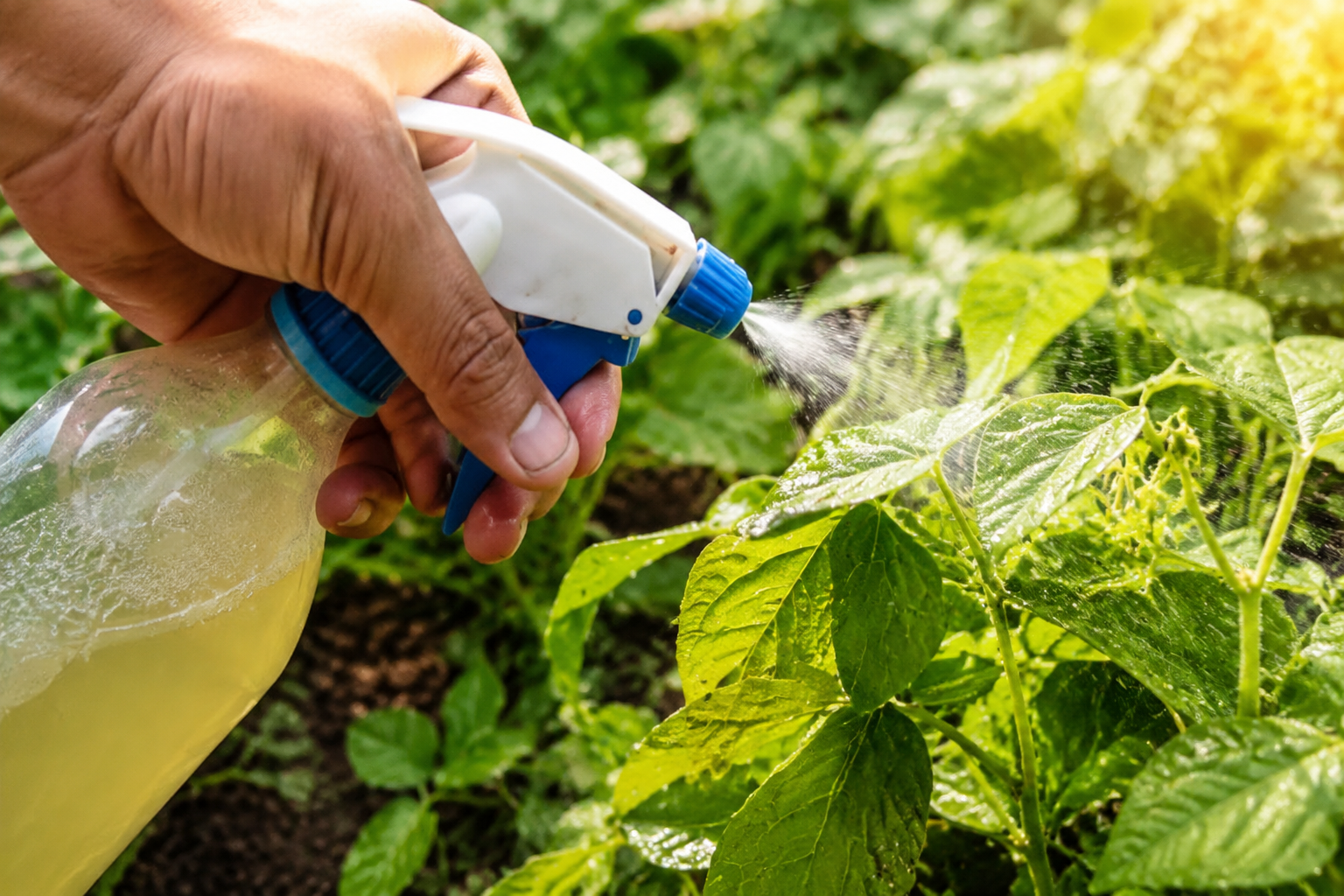 El alcohol de ajo: el insecticida natural más efectivo y su receta