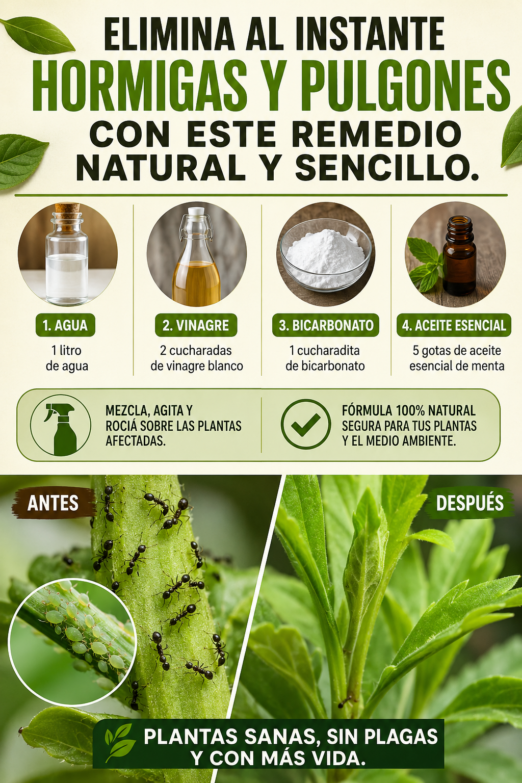 Elimina al instante hormigas y pulgones con este remedio natural y sencillo.